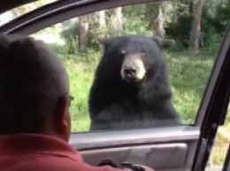 США: Медведи в Йеллоустоунском парке умеют много лишнего