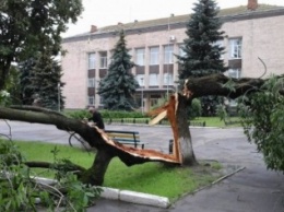 В городе на Полтавщине молния раскроила дерево пополам