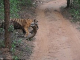 В Индии туристы сняли видео, как тигр загрыз леопарда