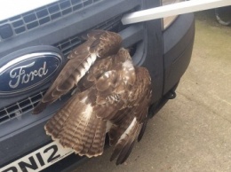 В Великобритании птица застряла головой в решетке радиатора на 12 часов и выжила