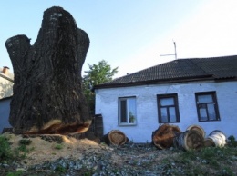 После срубленного 200-летнего дуба в Днепре пришла очередь попрощаться со следующим самым старым деревом
