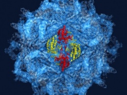 Учеными созданы искусственные вирусы без ДНК