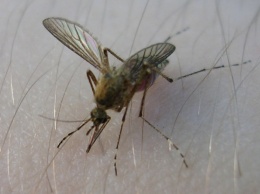 У жителей Ростовской области от укусов комаров завелись подкожные черви