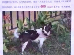 В качестве награды за пропавшую собаку, китаянка предложила свой дом
