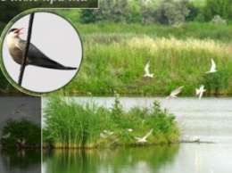 Речные крачки и другие птицы на Приозерном