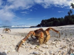 Тысячи гигантских крабов захватили побережье в Австралии