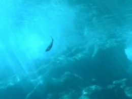 В подводной пещере мексиканского Пуэрто-Морелос найдены "адские колокола"