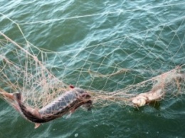 Из Каховского водохранилища незаконно вылавливают рыбу