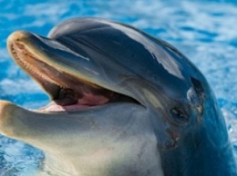 Минэкологии Крыма проверяет факт жестокого обращения с дельфинами - СМИ пишут о новой инициативе Зубкова