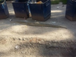 В мусорном баке в Харькове нашли мертвого питона (ФОТО)