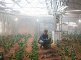 Выращенные «марсианские» овощи признали съедобными