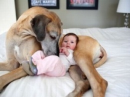 Друг и охранник. Собаки защищают младенцев даже от родителей