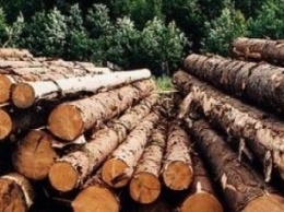 В Закарпатской области скопились 182 вагона с древесиной для экспорта