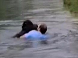 Мужчина прыгнул в вольер к животным в зоопарке, чтобы спасти тонущего шимпанзе