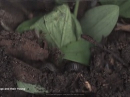 Ученый снял видео о "тайной жизни" почвы