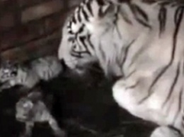 В бердянском зоопарке на свет появились трое белых тигрят (видео)