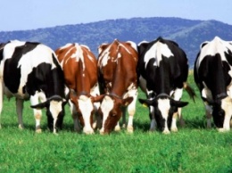 Ученым удалось определить наследственные генетические заболевания у потомства крупного рогатого скота