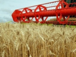На сегодня в Крыму намолочено 243 тыс тонн зерновых культур, - Григоренко (ФОТО)