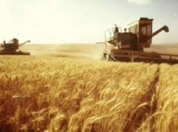На Николаевщине сельхозпроизводители собрали пока 190 тысяч тонн зерна