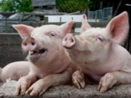 В Николаевской области - вспышка африканской чумы свиней