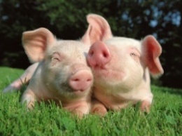 670 свиней умерли от теплового удара в Ивано-Франковской области