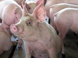 В Ивано-Франковской области в результате теплового удара погибло почти 700 свиней