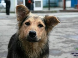 Житомир: Полиция задержала стреляющих по собакам преступников