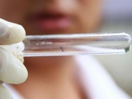 Ученые создали первую вакцину от вируса Зика