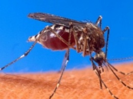 Чиновники Ялты и Алушты заверили, что регулярно проводят травлю личинок комаров в пресных водоемах