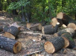 Полтысячи деревьев на 2 миллиона гривен уничтожили браконьеры в Черниговской области