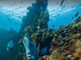 Google Maps выпускает удивительные панорамы подводного мира