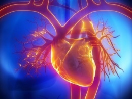 Ученые обнаружили ключевую точку образования сердечных кровеносных сосудов