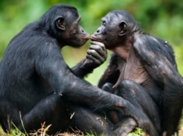 Самки шимпанзе используют "сексуальные уловки", чтобы предотвратить агрессию