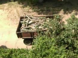 В Белгород-Днестровском коммунальщики спилили здоровые деревья (фото)