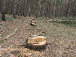 В Хмельницкой области незаконно вырубили лес на четверть млн гривен