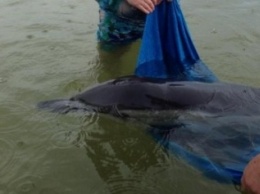 В Коблево спасли дельфина, который искал свою вторую половинку (ФОТО)