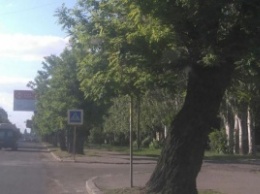Патрульная полиция Николаева привлекла к ответственности ООО «Николаевское зеленое хозяйство» - за необрезку ветвей