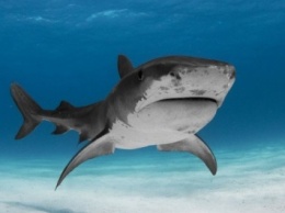 Ученые провели УЗИ беременной акулы