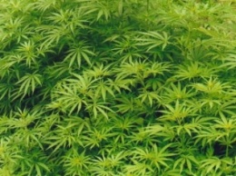 На Днепропетровщине вырастили трехметровую марихуану