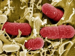 Ученые: В кишечнике обнаружены бактерии, манипулирующие мозгом