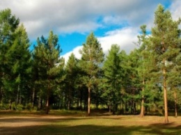 Самый крупный в мире искусственный лес, находится на Херсонщине