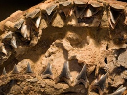 В США обнаружены останки гигантской акулы эпохи динозавров