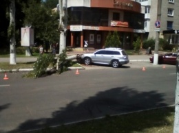 В Кременчуге старый тополь упал на припаркованный автомобиль (ФОТО)
