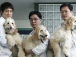 В Южной Корее активно клонируют собак. Из лучших побуждений