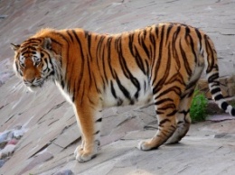 Учены: Численность амурских тигров за последние 10 лет увеличилась на 15%
