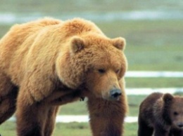 В Канаде пенсионер нокаутировал медведицу