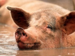 В Черкасской обл. зафиксирована вспышка африканской чумы свиней