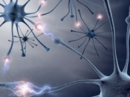 Ученые: Найдены способные бороться с алкоголизмом нейроны