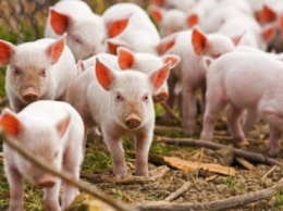 Более полутысячи свиней уничтожили в Черкасской области из-за африканской чумы