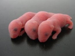 Ученые раскрыли тайну процесса формирования эмбриона